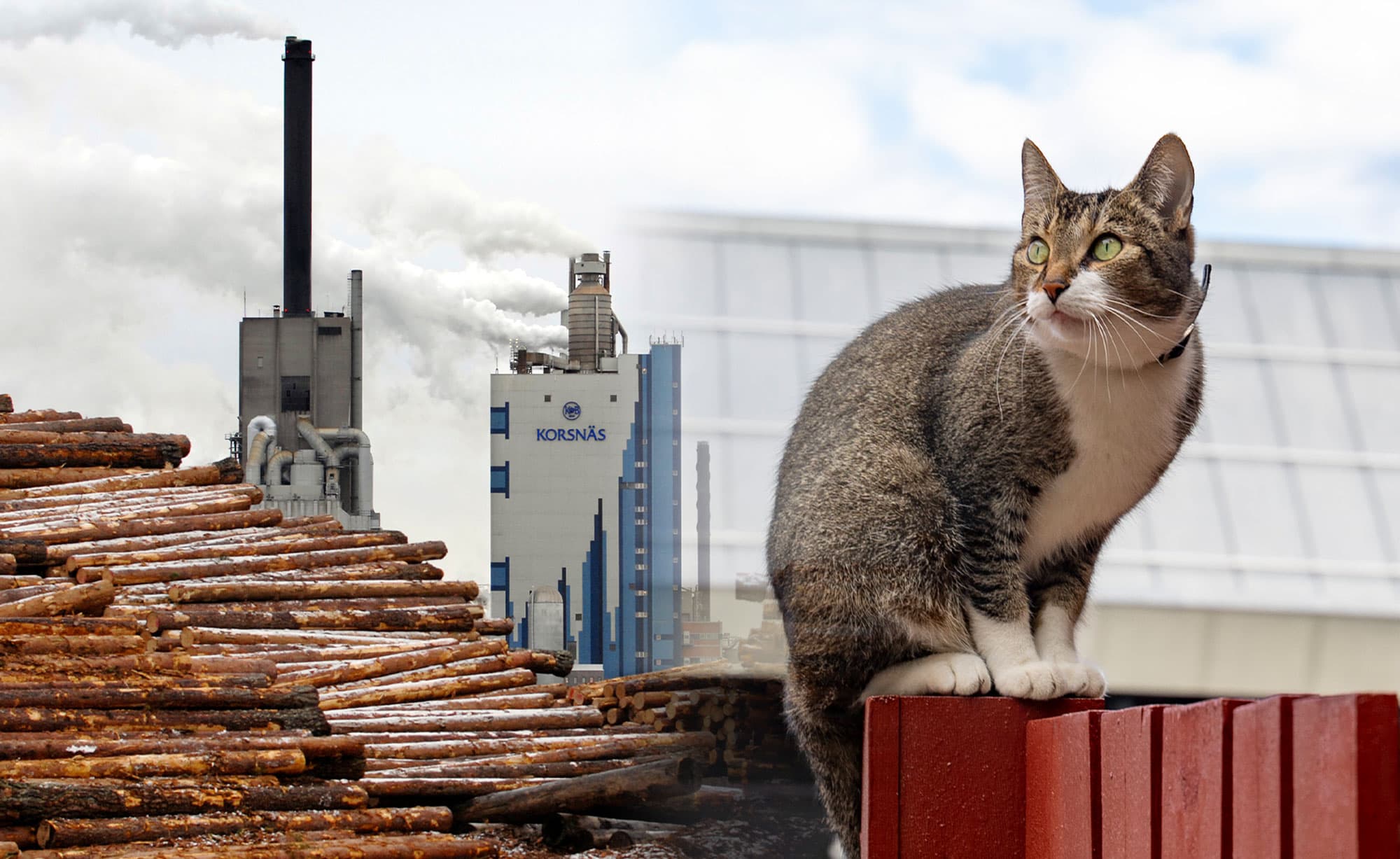 Det stinker kattpiss i Gävle. Billerud har tagit på sig skulden. Foto: TT (arkiv).