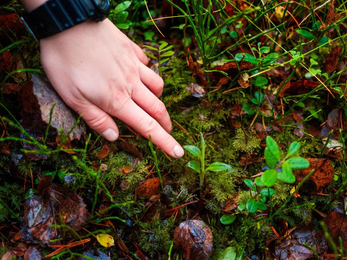 Knärot. En fridlyst orkidé som lätt kan stryka med vid skogsavverkning. Foto: Hampus Lundin