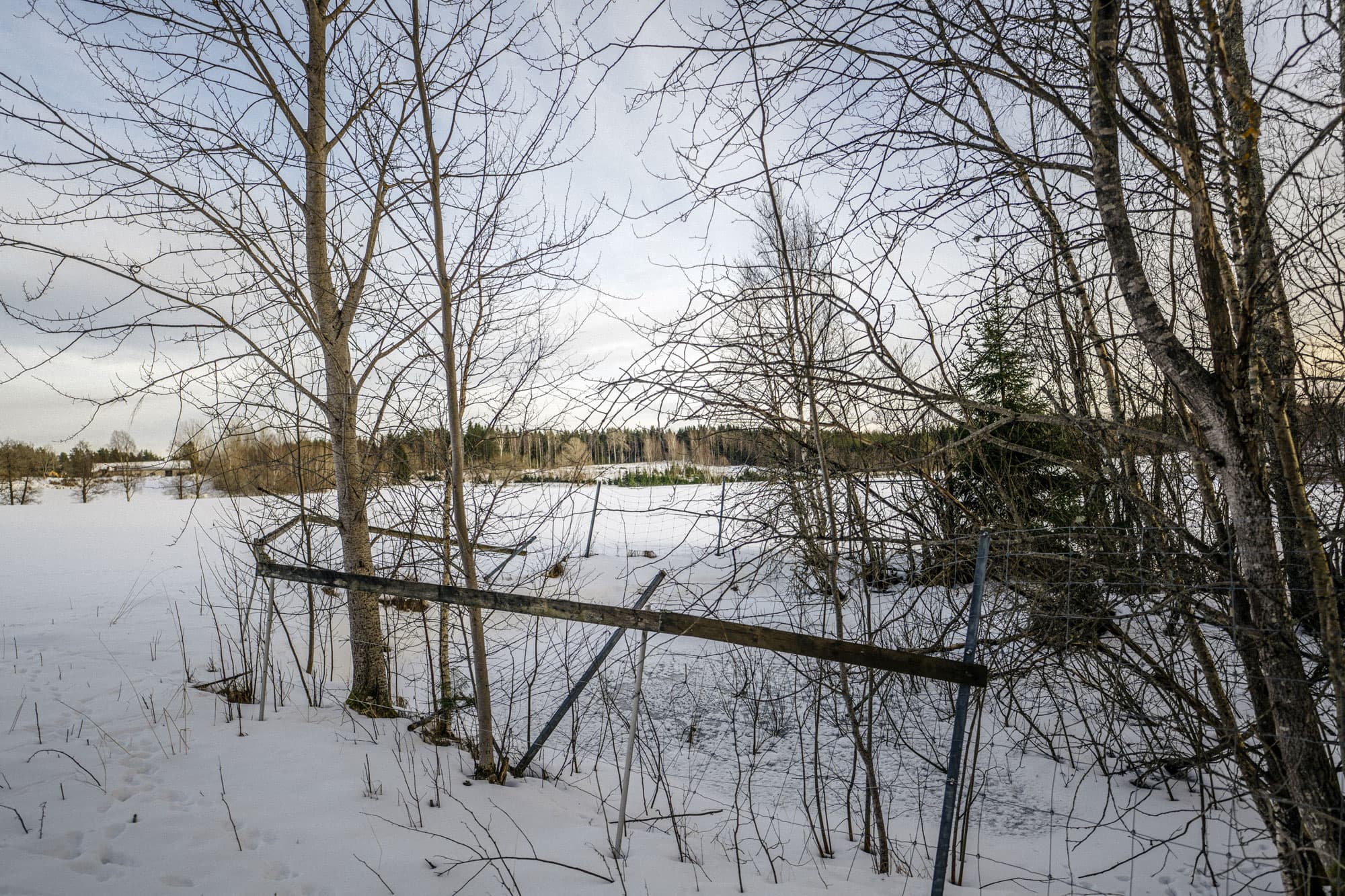 Här på en udde i byn Nor ska  sprängämnesfabriken byggas. Foto: David Lundmark