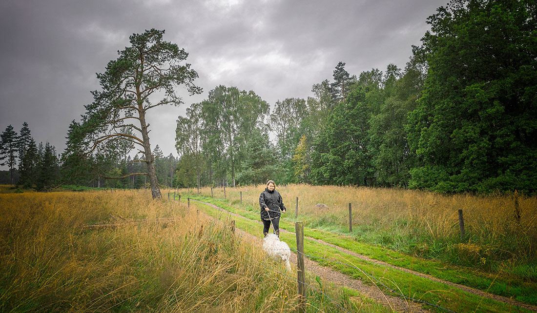 Hanna Larsson tar en promenad med vitlurviga samojeden Simson innan hon åker till jobbet på Nexans i Grimsås. Där hade hon tidigare den ena korta visstidsanställningen efter den andra. Nu har hon fått fast jobb. Klubben kom överens med företaget om att begränsa visstid och inhyrning.Foto: David Lundmark