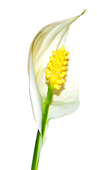 SpathiphyllumWallisii