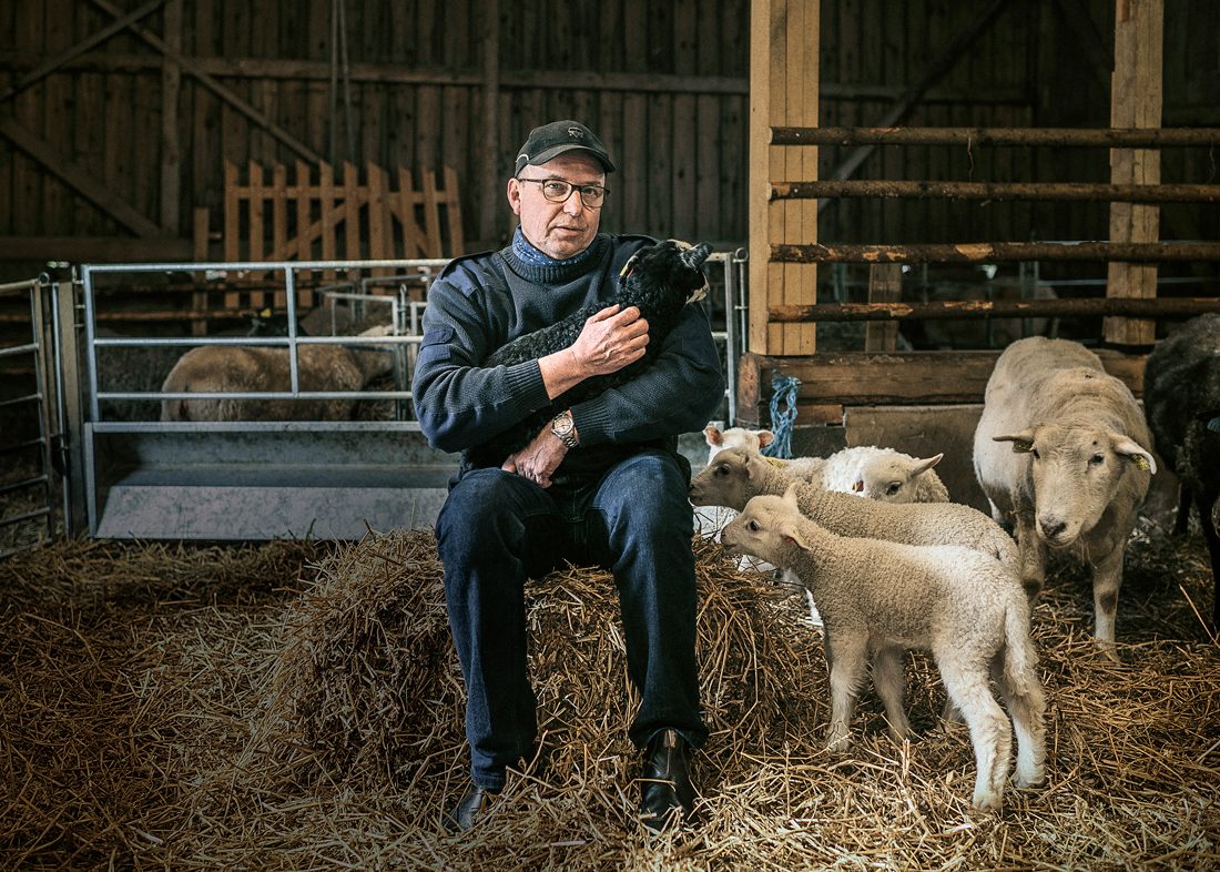 Ola Dahlgren håller i årets sjunde lamm, bara en vecka gammalt. Djuren får inga namn längre. De är för många. Foto: David Lundmark