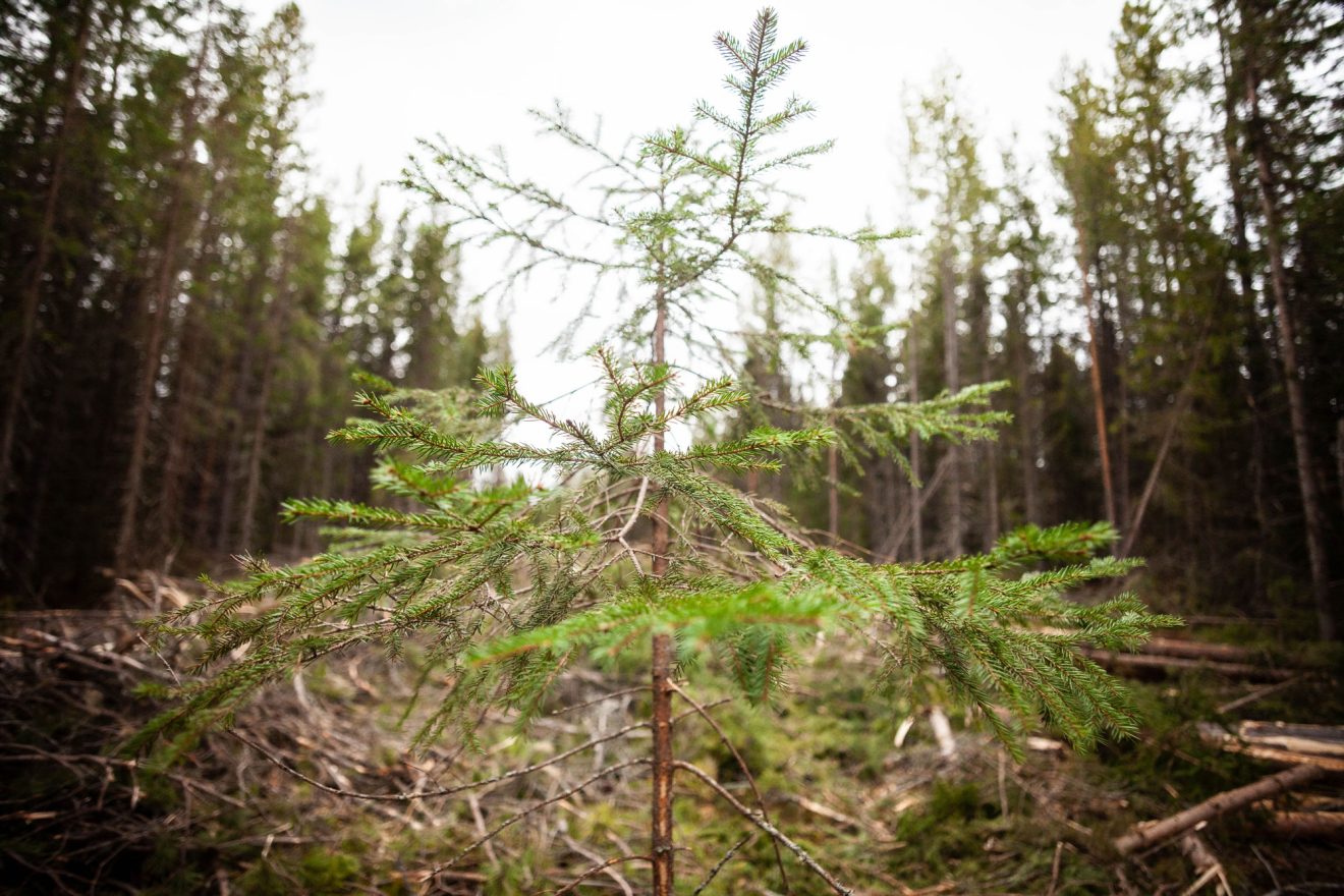 Skog i Ramsele. Foto: Linnea Lindmark