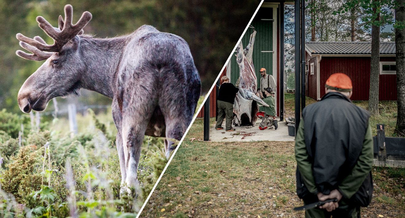 Älgen hamnar på SLU:s preliminära rödlista för 2025.