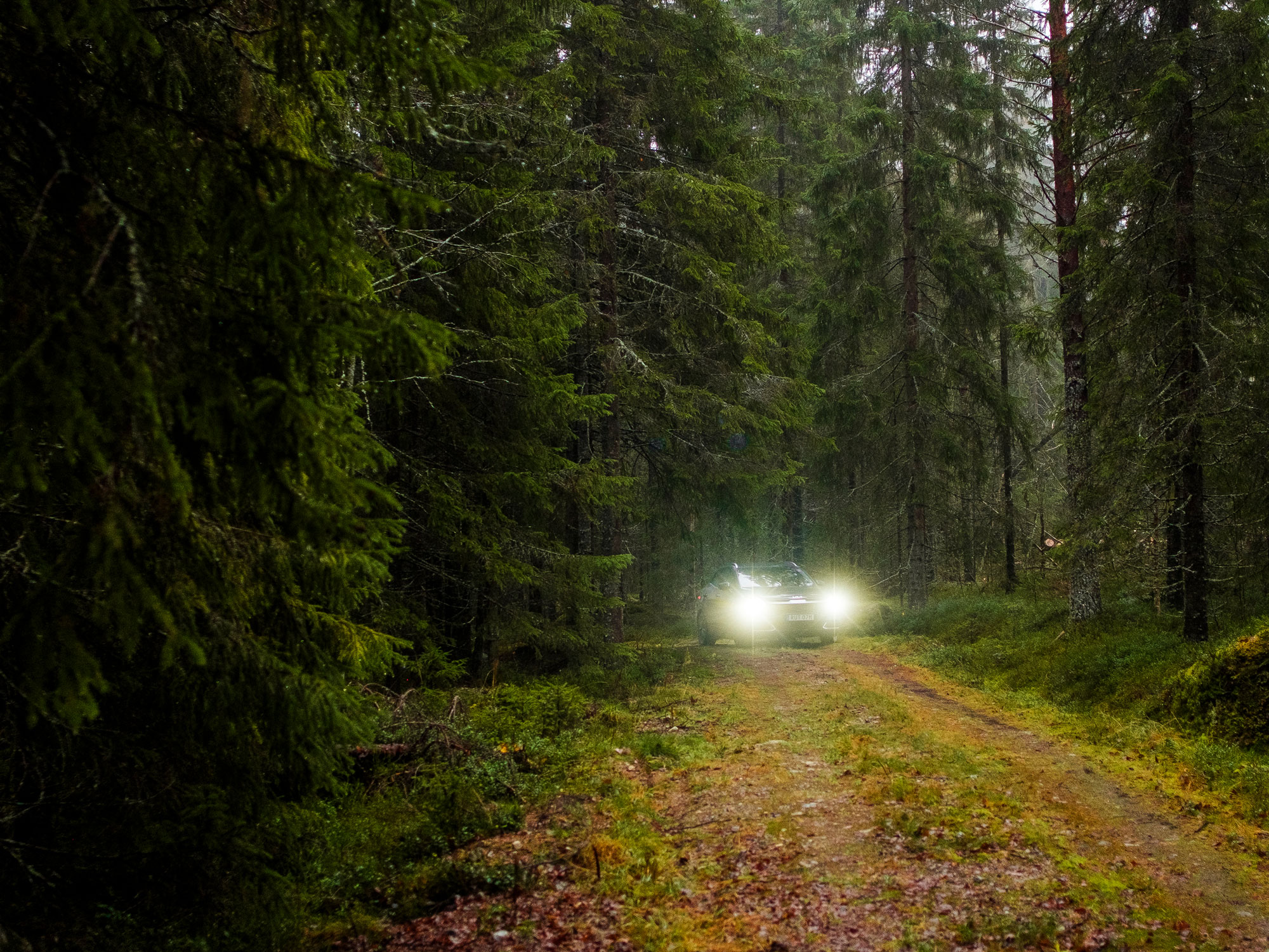 En bil i en skog av grönska. Foto: Hampus Lundin