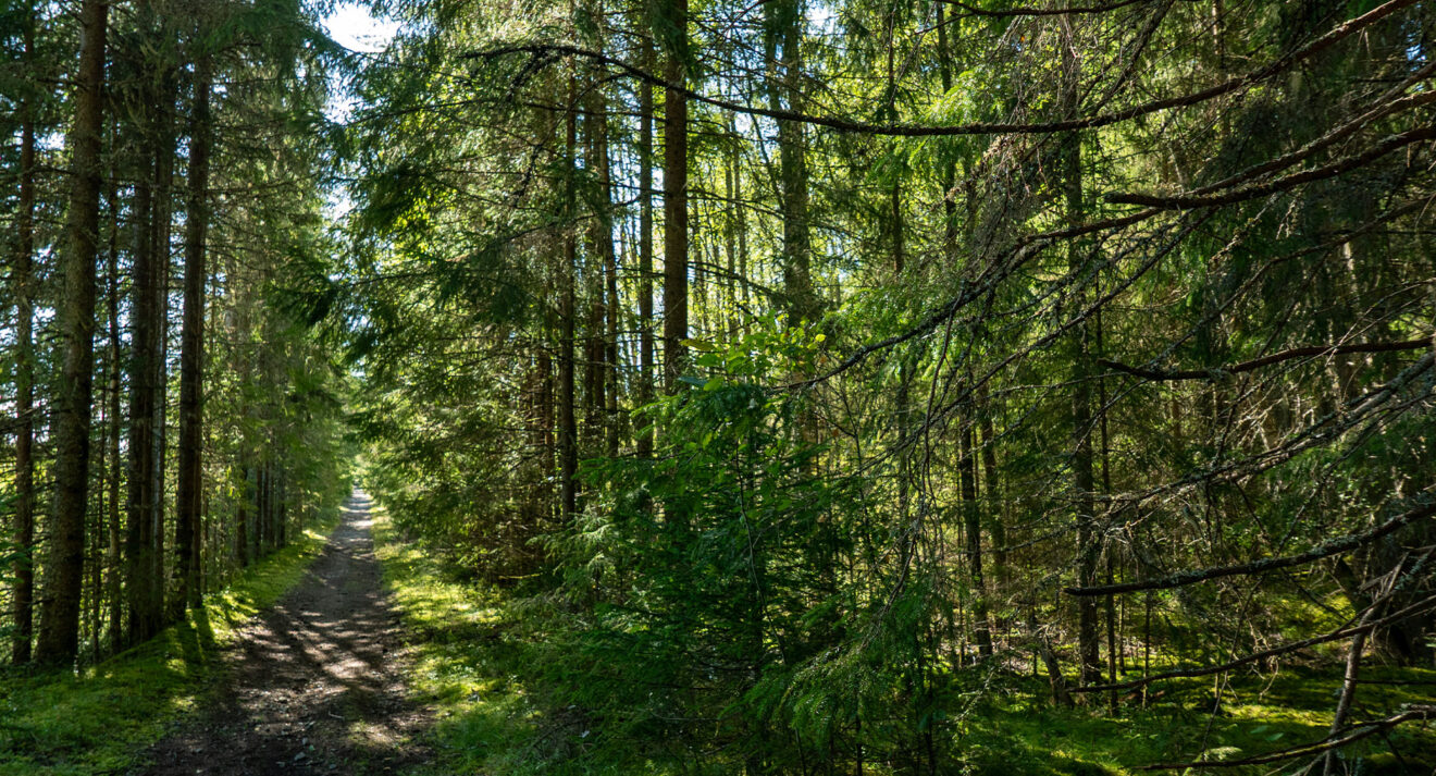 Sveaskog godkände skogsentreprenör som utnyttjade arbetare