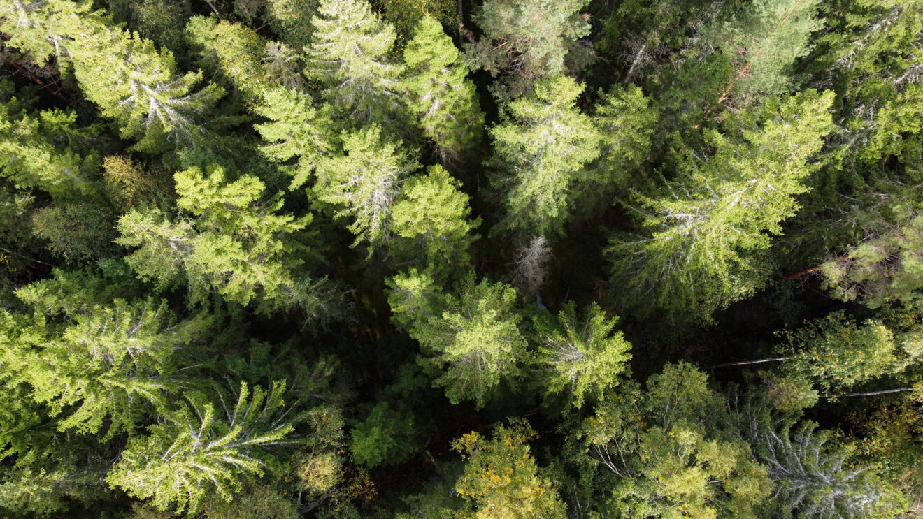 FSC om Sveaskog och Svenska kyrkan: ”Naturligtvis oacceptabelt”