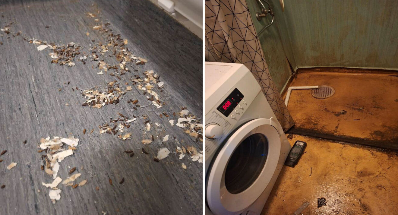 Råttbajs och mögel. Två upptäckter som miljö- och byggnadsnämnden i Tingsryds kommun gjorde i de polska skogsvårdsarbetarnas boende. Foto: Tingsryds kommun