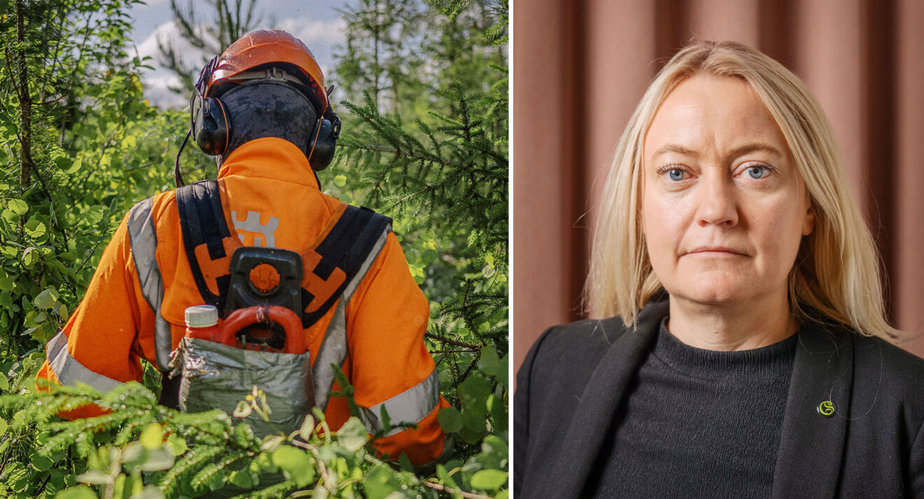 GS vill pröva om Sveaskog och Västerås stift följer FSC:s krav