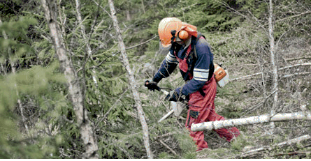 De lettiska skogsarbetarna jobbade åt Stora Enso för 17 kronor i timmen. Foto: JOHANN SELLES