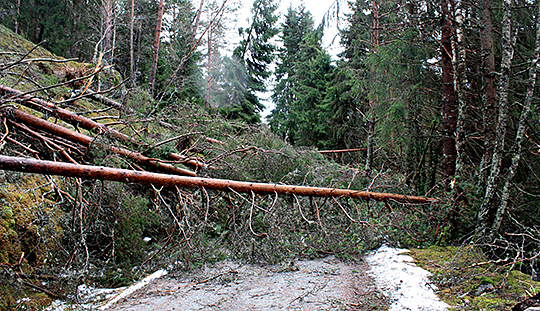 Bearbetning av stormfälld skog är bland det farligaste arbete man kan ägna sig åt.