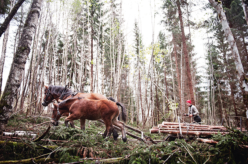 Cecilia Berntsson styr timmerlasset upp för skogsbacken. Fölet Satangkai får följa med sin mamma Lazy på jobbet. Han ska också lära sig att arbeta i skogen.  Foto: OLA HÅKANSSON