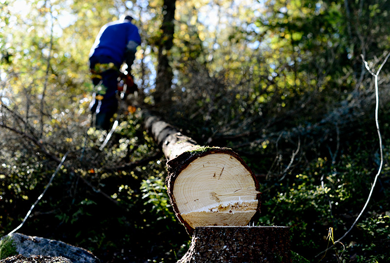 Många utländska arbetare har inte koll på sina rättigheter. ”Om de anställda visste att de hade rätt att tjäna mer då tror jag att de skulle begära att få det också, säger Jonas Strandberg, skogsvårdsföretagaren. Foto: TT NYHETSBYRÅN